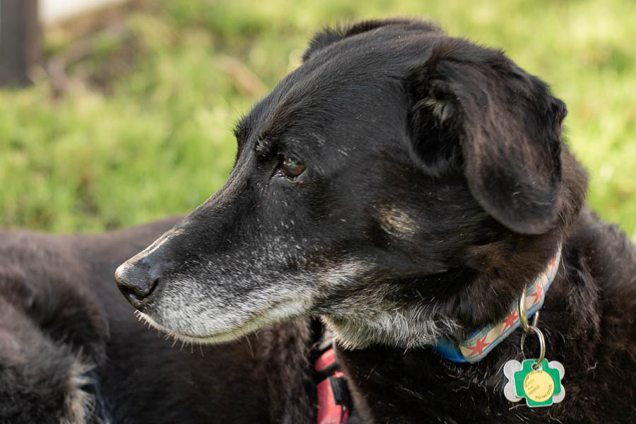 Parker, 14 years